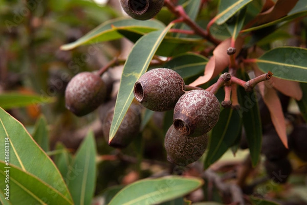 Fototapeta Closeup dry Red flowering gum tree with eucalyptus fruit tree background