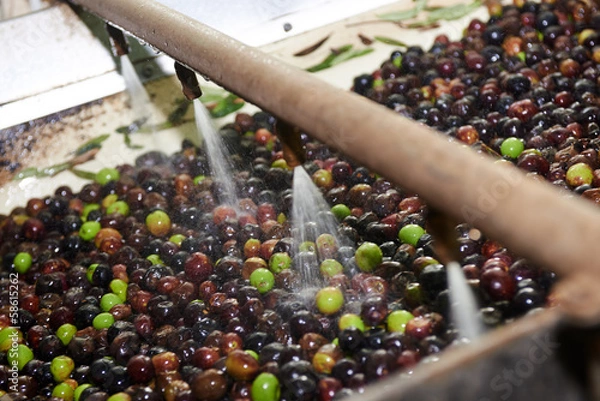 Obraz olive oil press