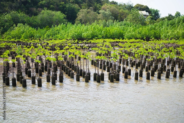 Obraz Young trees in the mangrove forest, Mangroves trees in Thailand