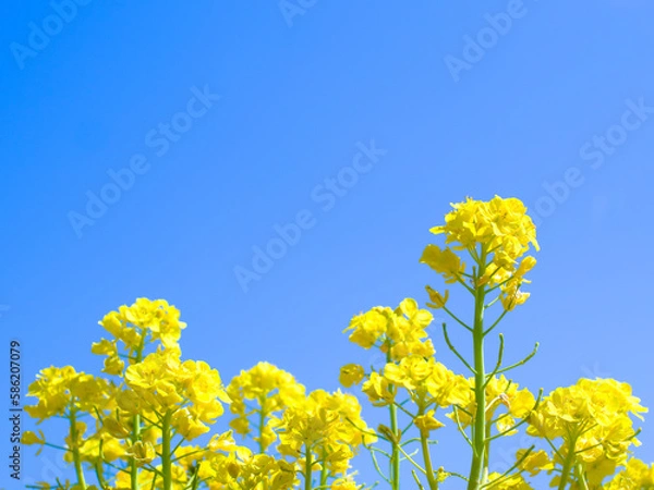 Obraz 青空と菜の花