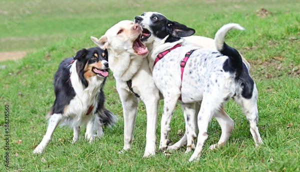 Obraz  funny dogs talk peacefully