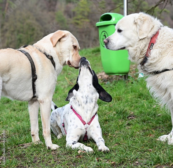 Obraz  funny dogs talk peacefully