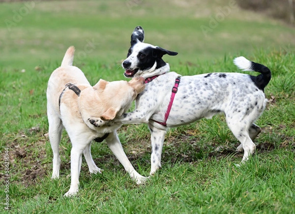 Obraz  funny dogs talk peacefully