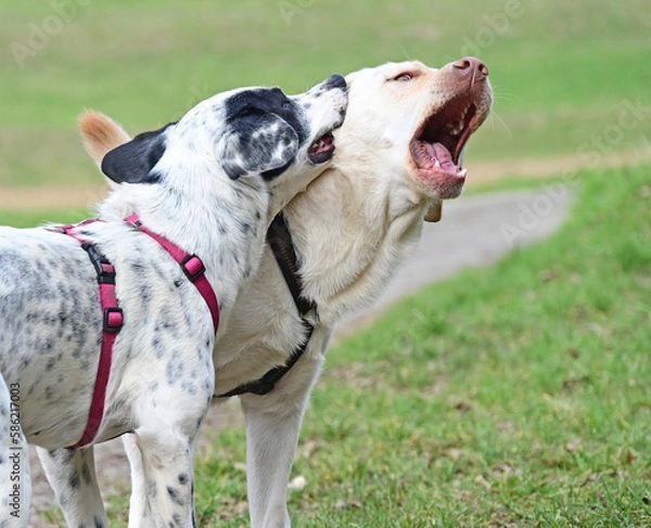 Obraz  funny dogs talk peacefully