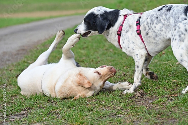 Obraz  funny dogs talk peacefully