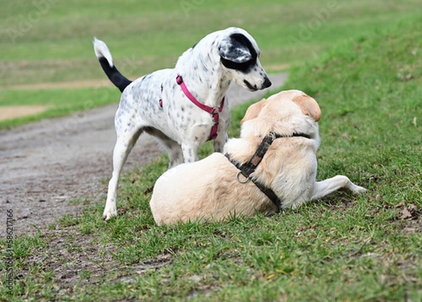 Obraz  funny dogs talk peacefully