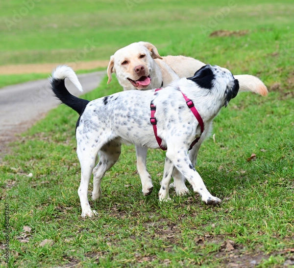 Obraz  funny dogs talk peacefully