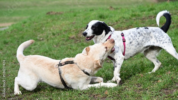 Obraz  funny dogs talk peacefully