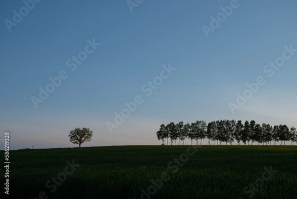 Fototapeta 緑のムギ畑とシラカバ並木　美瑛町
