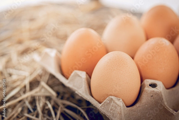 Obraz Chicken eggs on a straw for health
