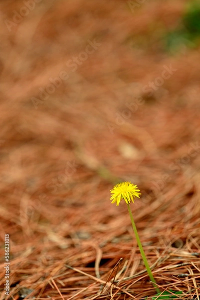 Obraz 独りぼっちなタンポポ