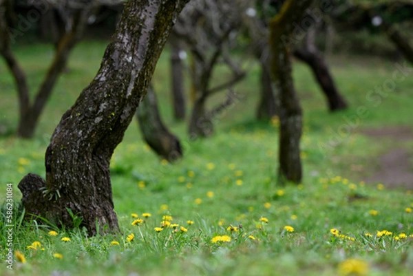 Obraz 草原と木々とタンポポ