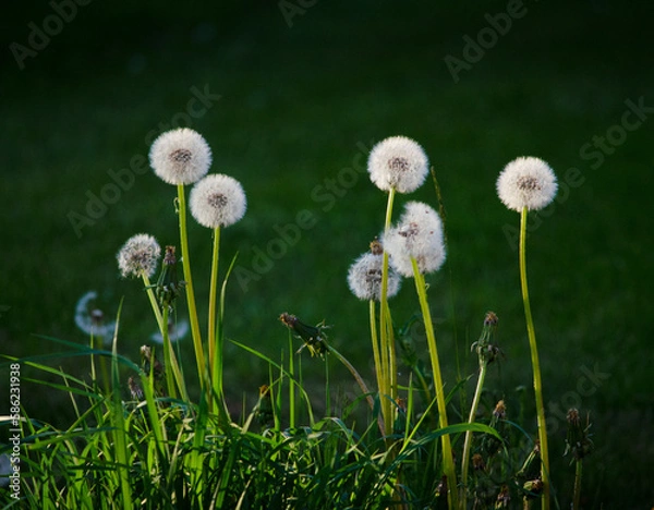 Obraz Dandelion