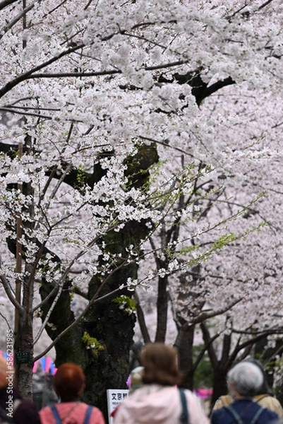 Obraz 気づけばどこも桜花爛漫