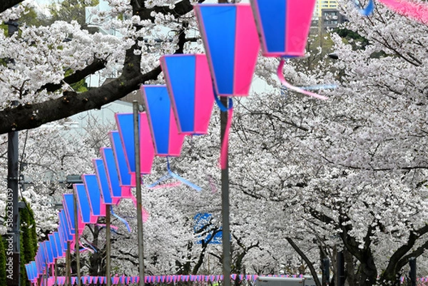 Obraz 気づけばどこも桜花爛漫