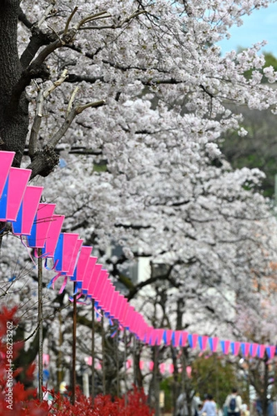 Obraz 気づけばどこも桜花爛漫