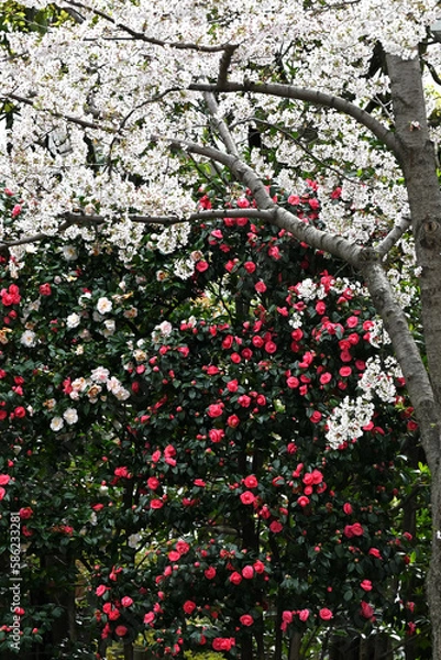 Obraz 気づけばどこも桜花爛漫