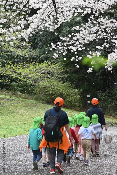 Obraz 気づけばどこも桜花爛漫