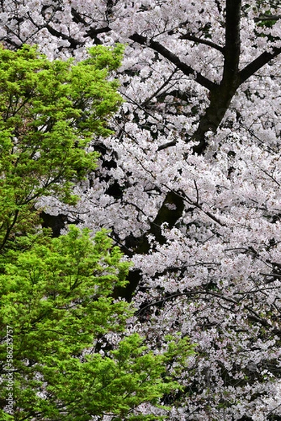 Obraz 気づけばどこも桜花爛漫