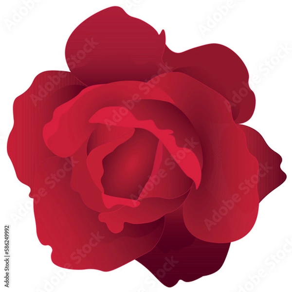 Fototapeta Realistic Red Rose flower vector template element