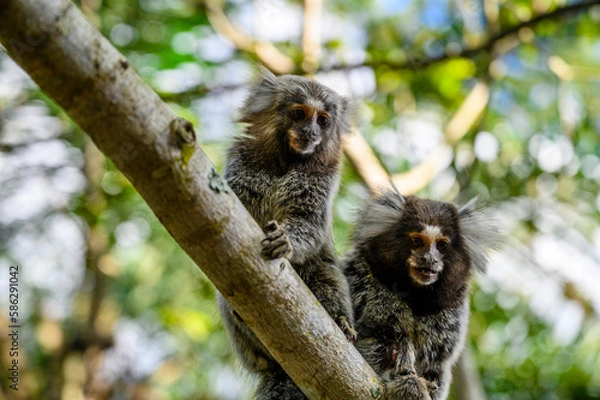 Obraz Sagui Callithrix