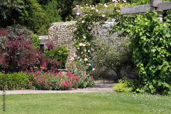 Obraz Idyllic English garden with flowering pink rose, grapevine climbing over wooden pergola, summer flowers in bloom, next to stone wall, on a sunny, summer day .