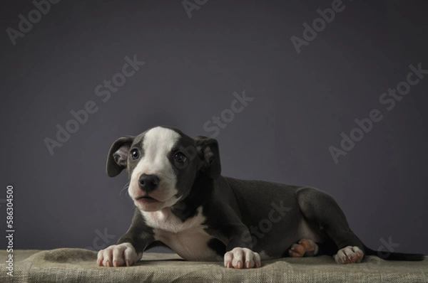 Obraz Pit bull puppy, puppy portrait, cute pit bull terrier in studio.