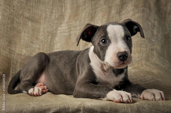 Fototapeta Pit bull puppy, puppy portrait, cute pit bull terrier in studio.