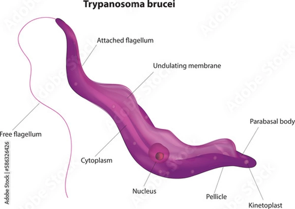 Obraz Trypanosoma brucei