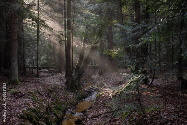 Obraz Mroczny las z przeświecającymi promieniami słońca i mgłą.