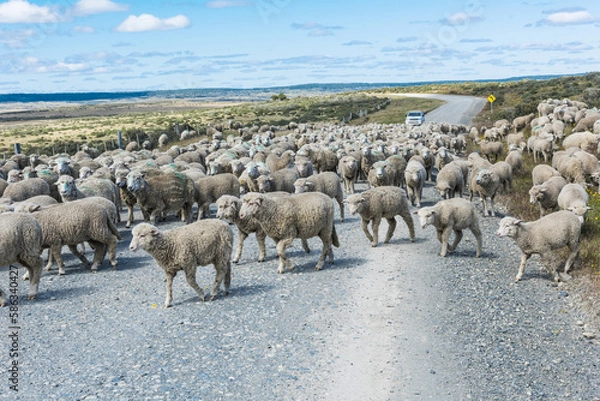 Obraz Herd of sheep on the road in Tierra del Fuego