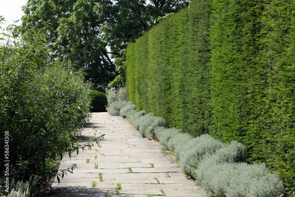 Fototapeta Tall English yew hedge by a stone footpath is a summer garden .