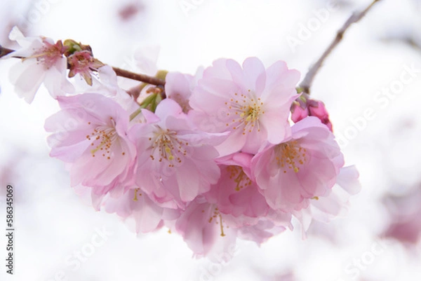 Obraz cherry blossom