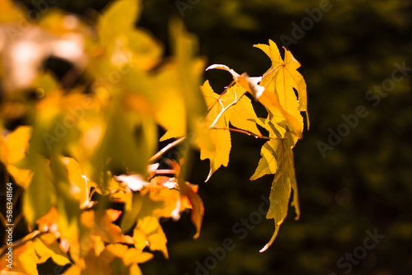 Obraz flower in the sun