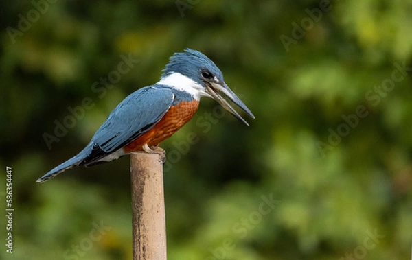 Obraz Kingfisher