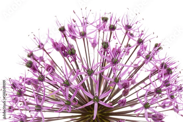 Fototapeta Globular flowering inflorescence of ornamental onion, isolated on white background