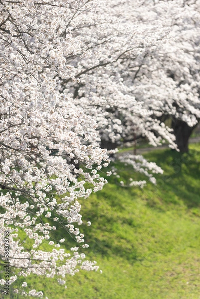 Fototapeta 満開の桜
