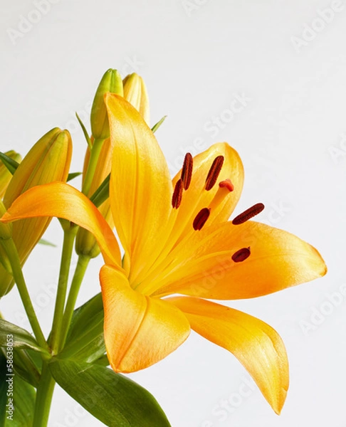 Obraz Bright orange lily flower