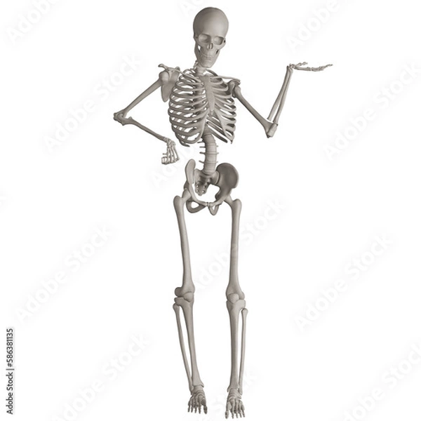 Fototapeta skeleton posing 3d render illustration