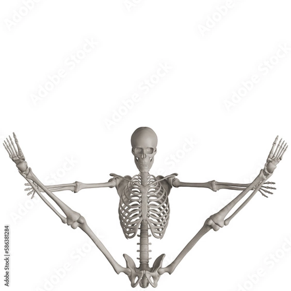 Fototapeta skeleton posing 3d render illustration