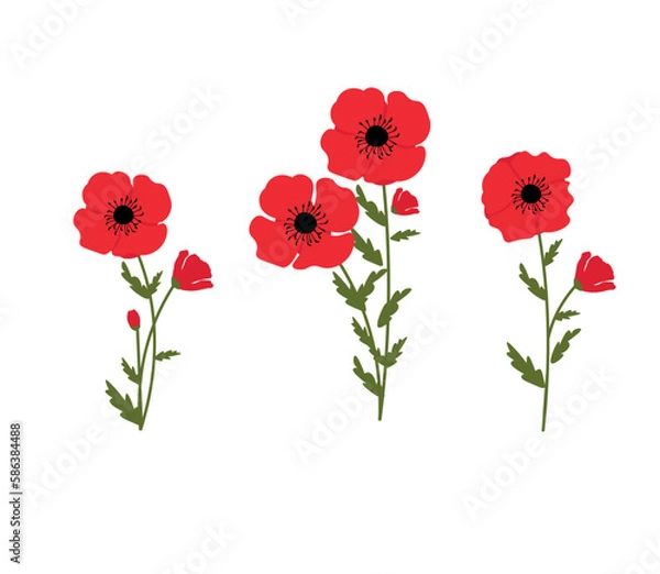 Fototapeta Red poppies isolated on white background, bud, blooming flower. Poppy.