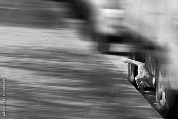 Obraz 숨박꼭질하는 고양이