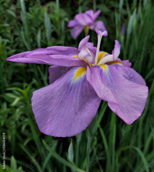 Fototapeta Pink iris flower. Iris flower in summer