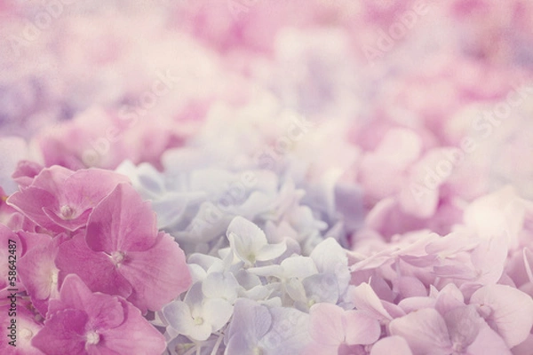 Obraz Pink hydrangea flowers