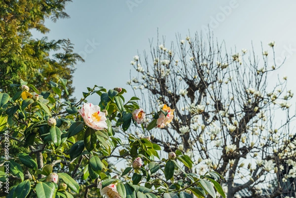 Obraz 花と空
