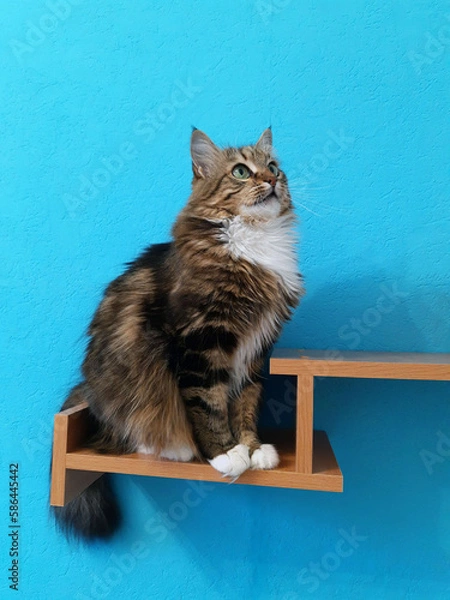 Fototapeta Cat on a wooden shelf close-up