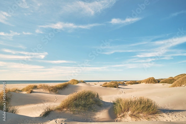 Fototapeta Dunes at the beach at danish coast. High quality photo