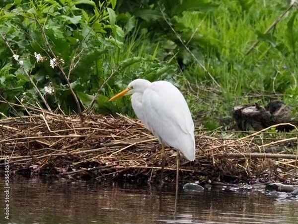 Fototapeta ダイサギ