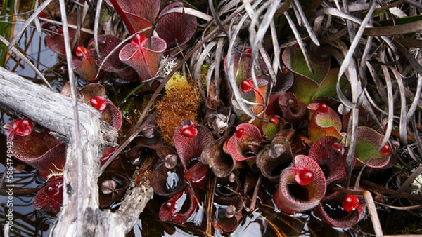 Fototapeta Carnivorous pitcher plant Heliamphora minor var. pilosa in natural habitat on Auyan Tepui, Venezuela, view from above