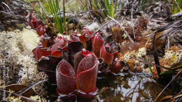Fototapeta Red hairy pitchers of the carnivorous pitcher plant Heliamphora minor var. pilosa, in natural habitat on Auyan Tepui, Venezuela